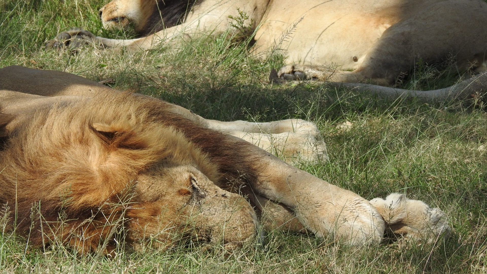 Sleeping lions Mara