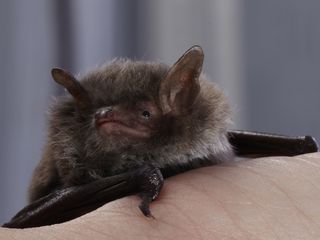 Close-up of a Daubenton’s bat.