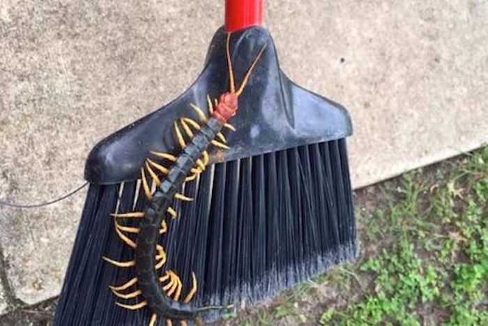 A giant centipede on a broom.