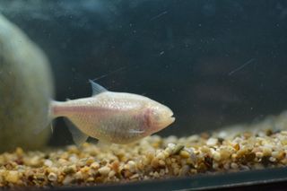 The blind Mexican cavefish.