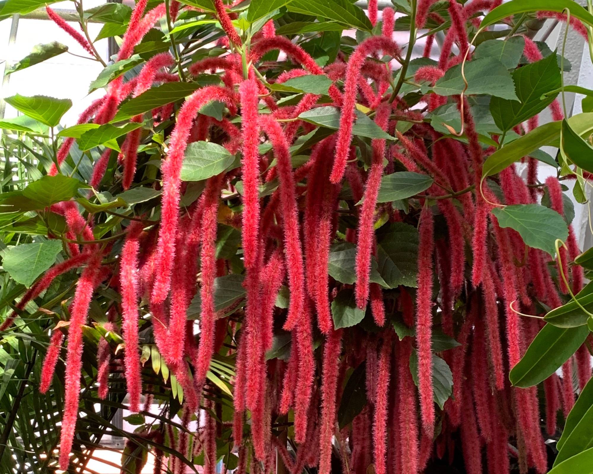 Red chenille plant catkins
