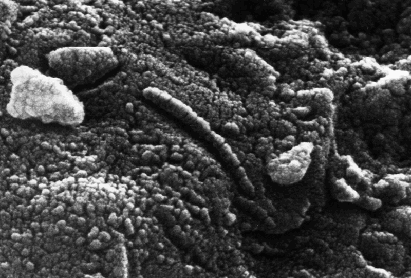 Martian Meteorite ALH 84001 Image