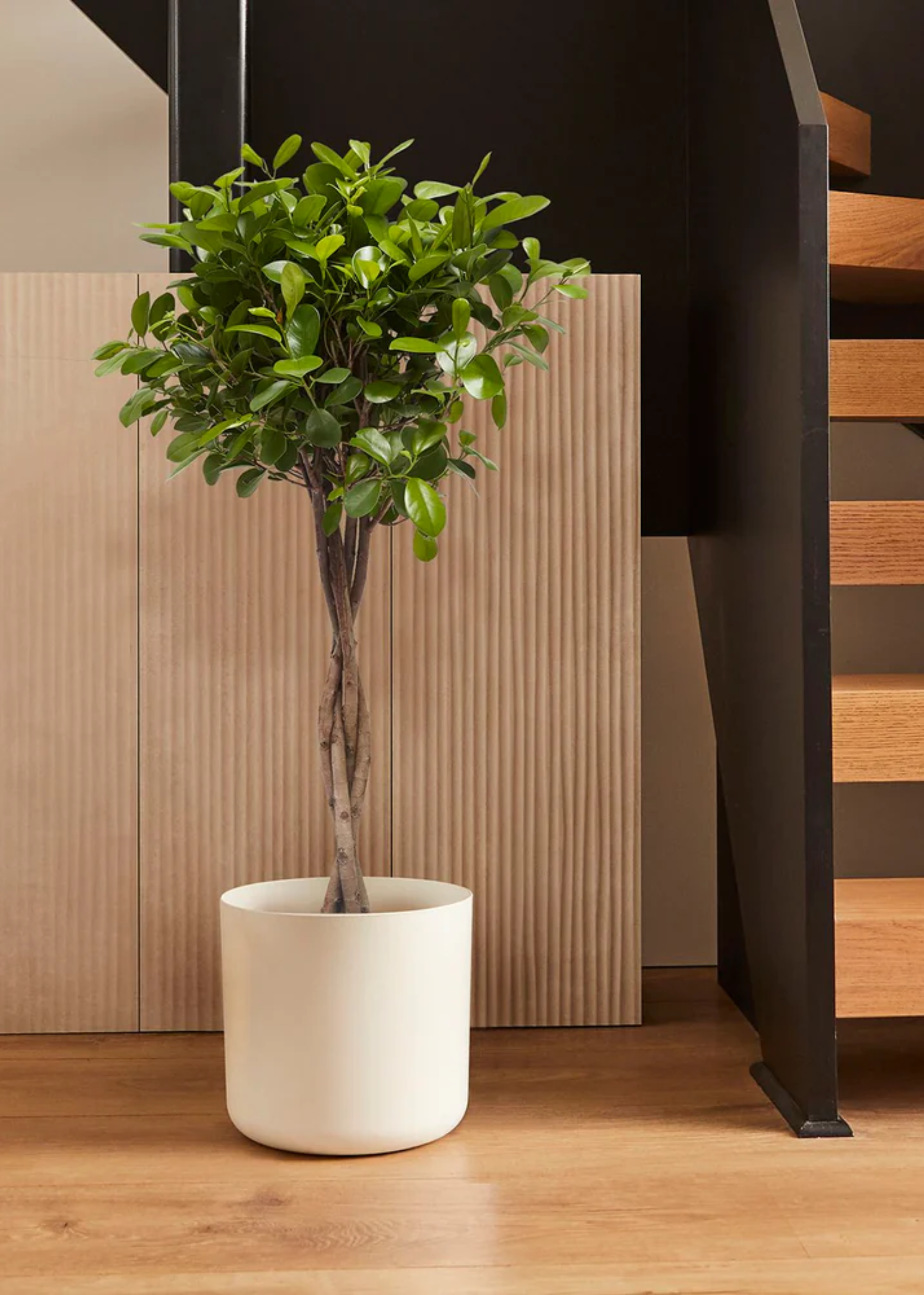 A ficus moclame plant in a white pot by a staircase