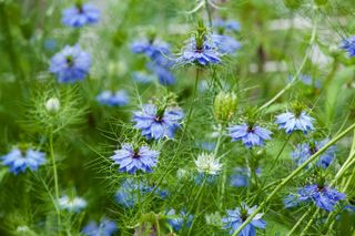 A garden with blue nigella flowers