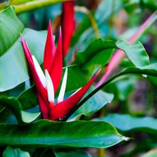 Heliconia angusta blooming