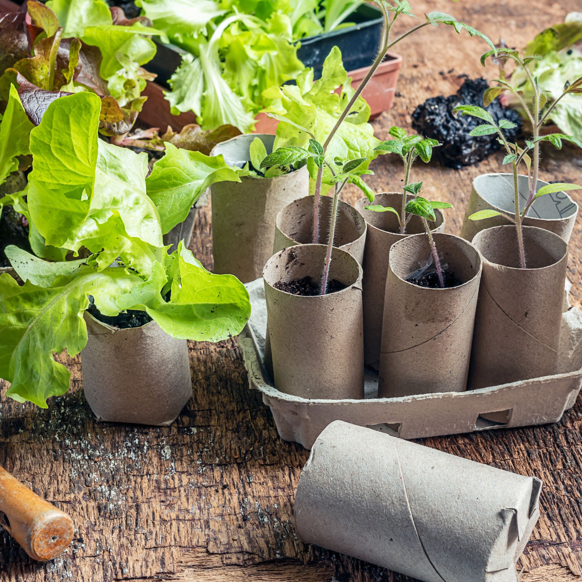 Seedlings growing in toilet roll tubes
