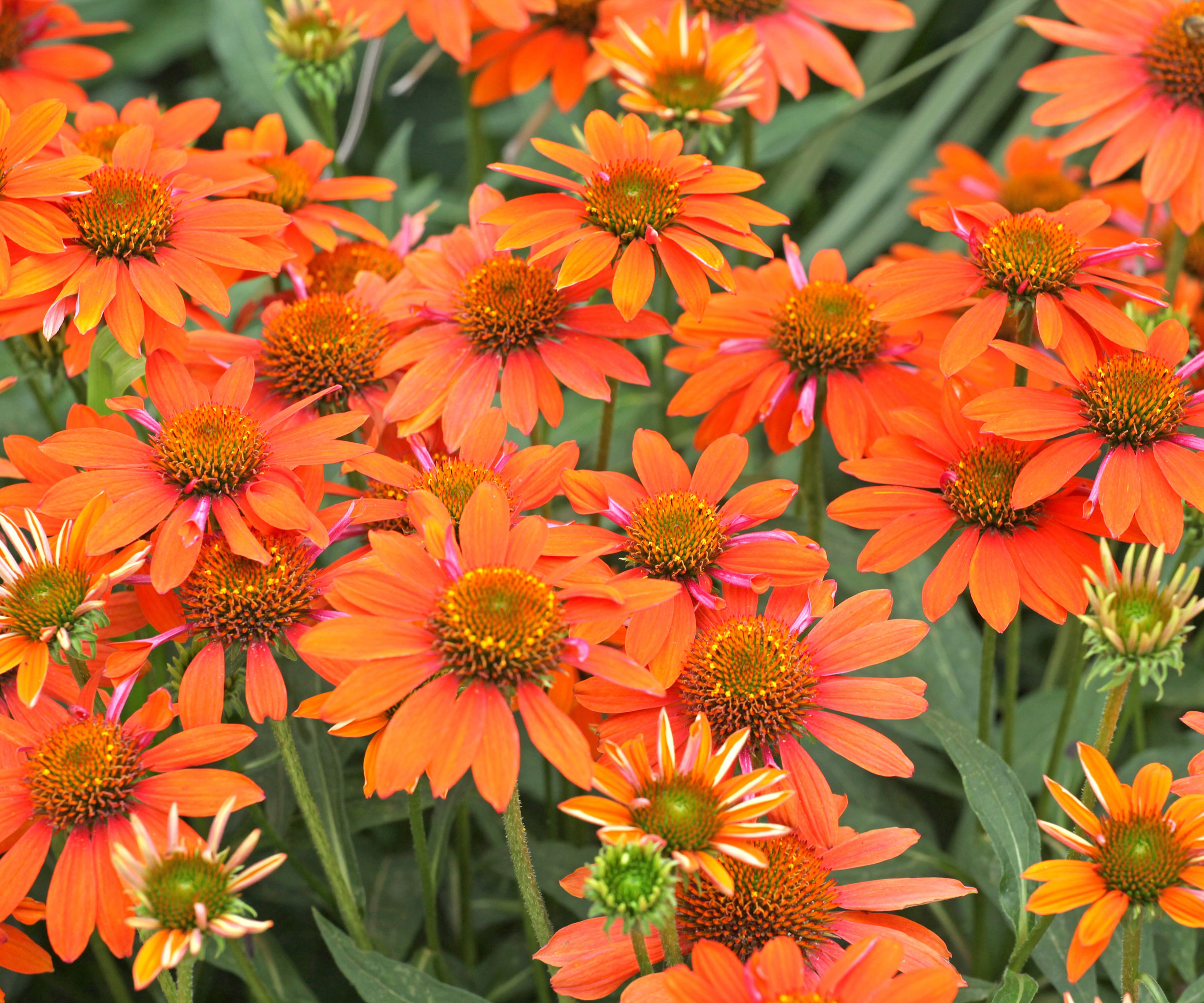 echinacea flowers with orange petals