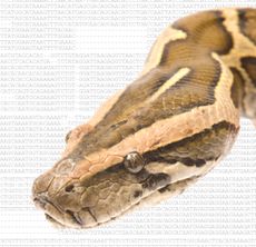 Burmese python