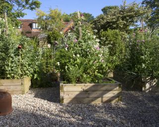 A garden with raised beds and gravel