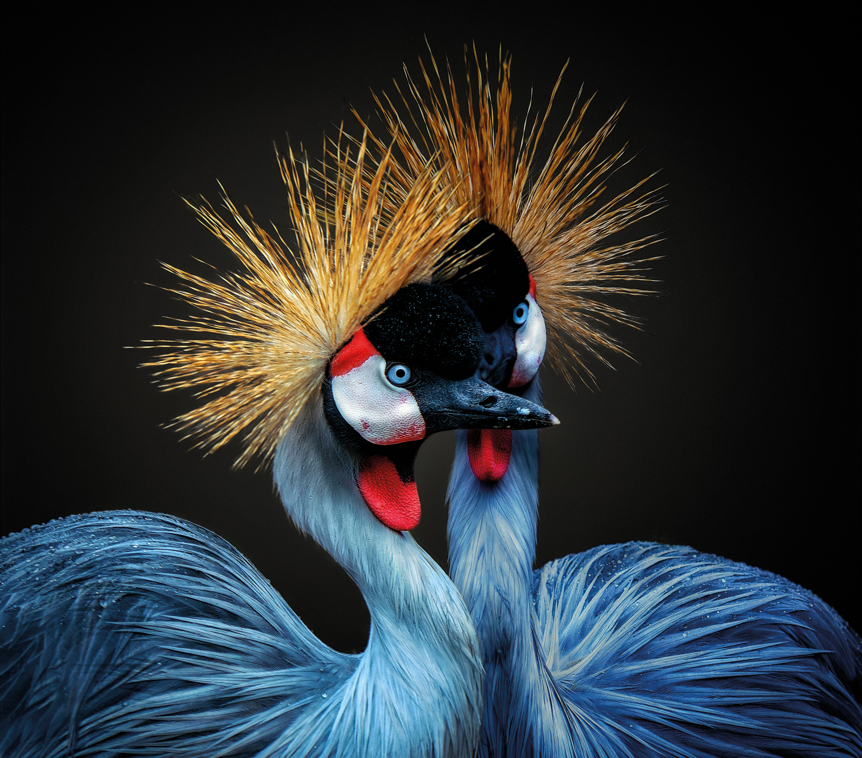 Two regal blue cranes with striking golden crests and colorful markings gaze at each other against a dark background