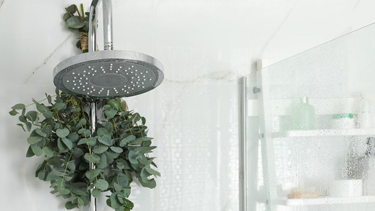 A eucalyptus branch hangs from a shower head