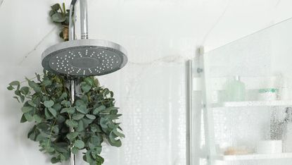 A eucalyptus branch hangs from a shower head
