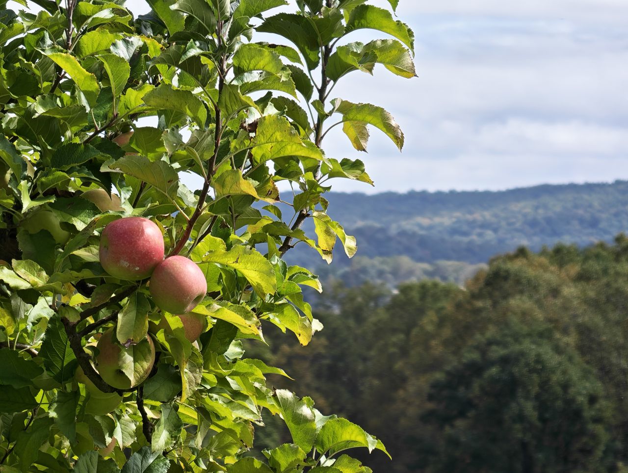 A 10x photo sample taken from the Honor Magic 8 Pro of an apple tree with mountains in the background