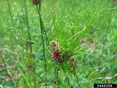 Wild Garlic Weeds