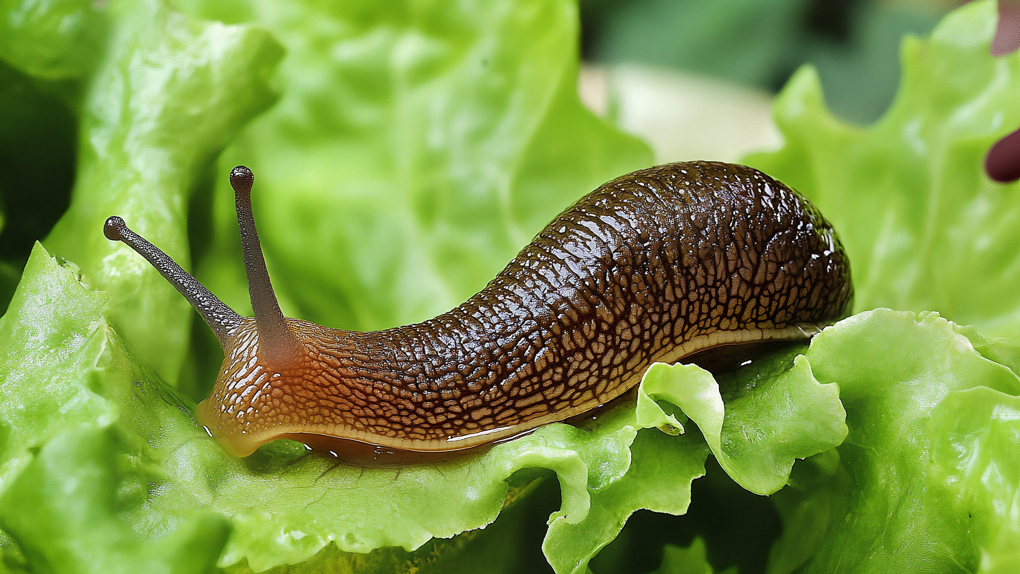 Slug on lettuce leaf