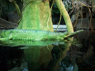 A gharial lounges at the zoo