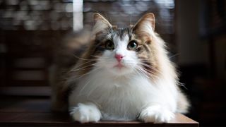Norwegian Forest cat