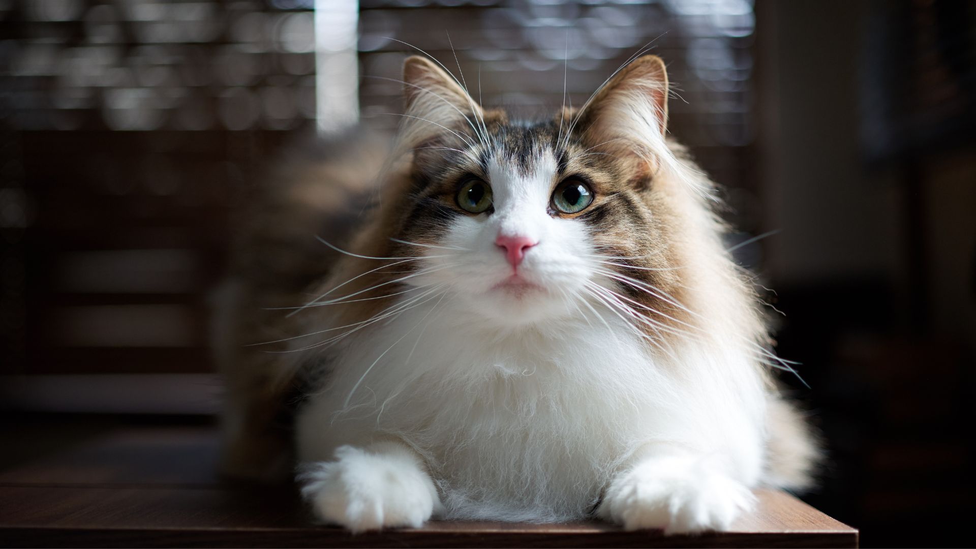 Brown and white Norwegian Forest cat lying on its front legs, looking up