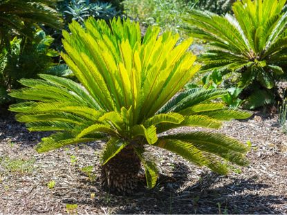 Sago Palms