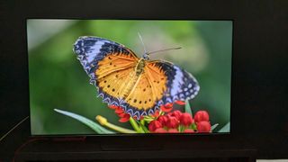 Hisense U7N with butterfly on screen