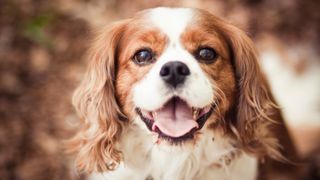 Close up shot of Cavalier King Charles Spaniel looking into camera with mouth open