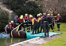 Pony-pool-rescue.jpg