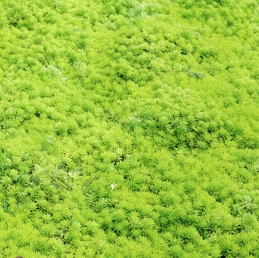 Sedum Angelina