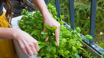Young women cuts fresh basil herbs for a dinner