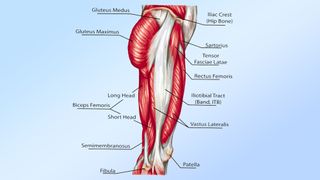 a diagram of the muscles in the leg