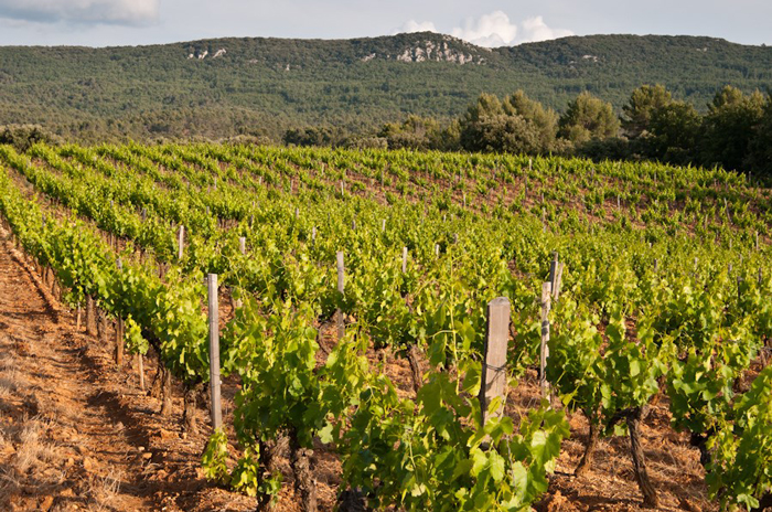 Chateau Vignelaure Provence vineyard