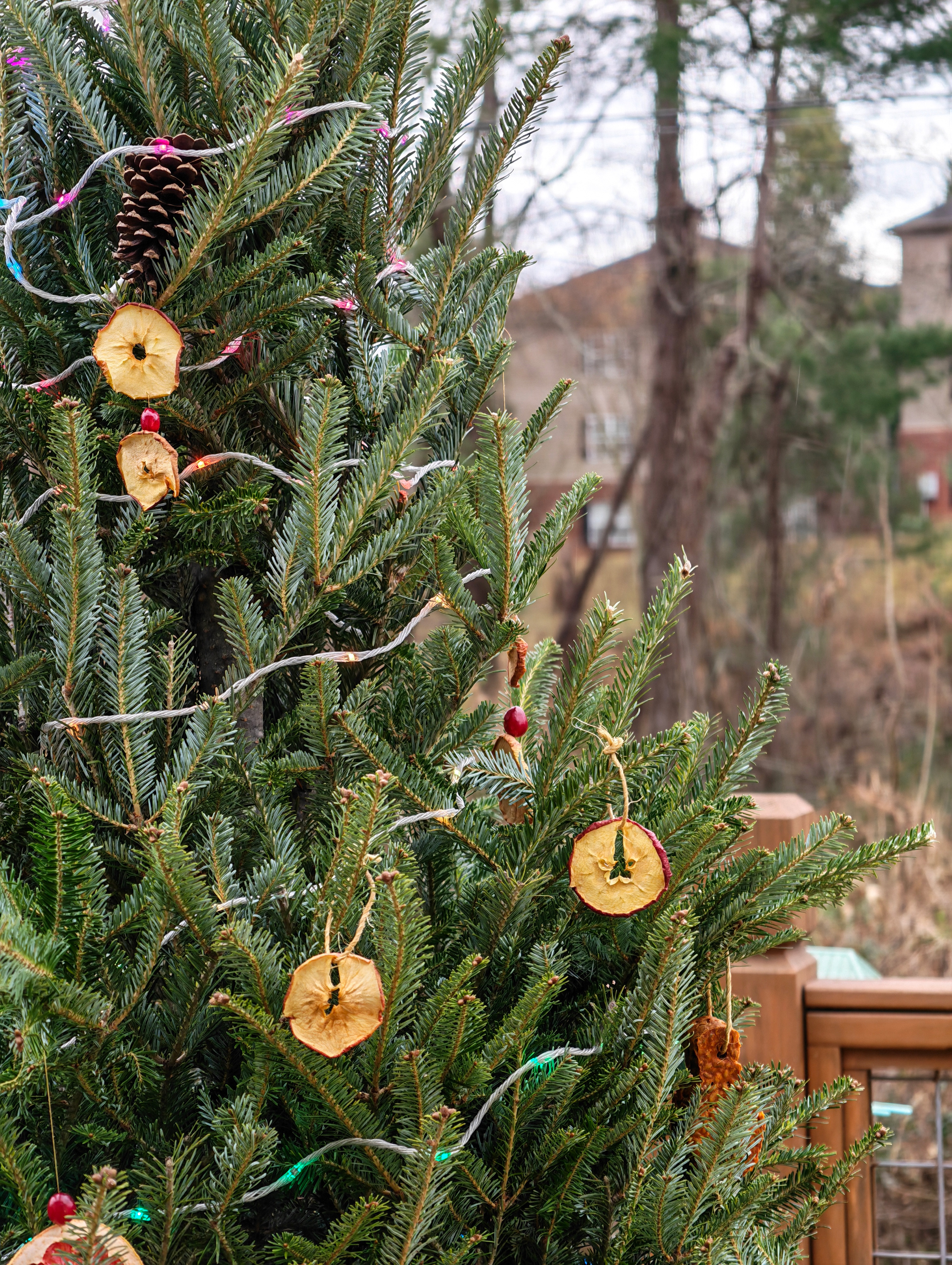 Μια φωτογραφία που τραβήχτηκε με το Honor Magic 8 Pro στα 3,7x που δείχνει το απίστευτο bokeh που παράγεται από τον τεράστιο αισθητήρα κάμερας