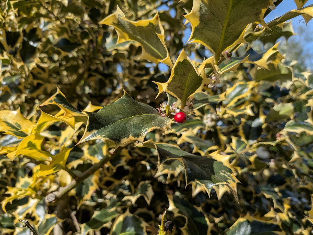 pixel 10 vs nothing phone 4a pro shootout color reproduction