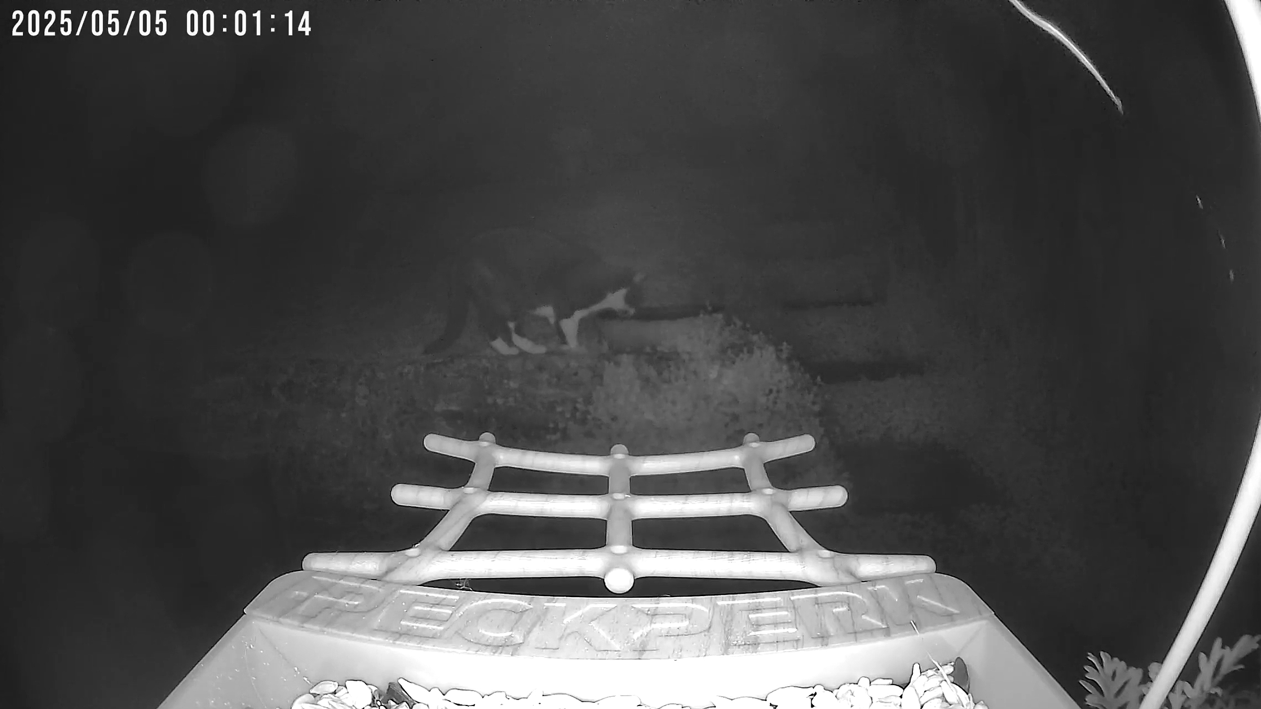 PeckPerk bird camera review