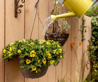 watering yellow flowers in a hanging basket