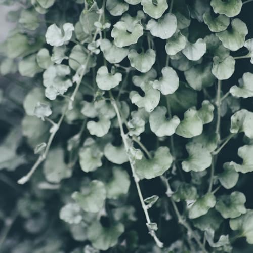 Clovers Garden Dichondra Silver Falls Plants Two (2) Live Plants &amp;ndash; Non-Gmo - Not Seeds - Each 4" to 8" Tall &amp;ndash; in 4" Inch Pots - Heat, Drought Tolerant