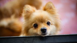 Headshot of Pomeranian dog looking at camera