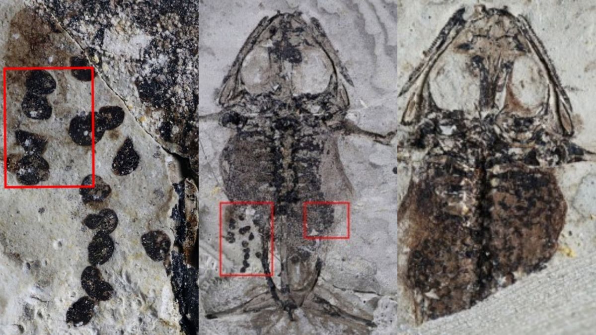 Dinosaur-era frog found fossilized with belly full of eggs and was likely killed during mating | Live Science