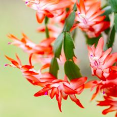 thanksgiving cactus blooms