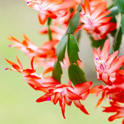 thanksgiving cactus blooms