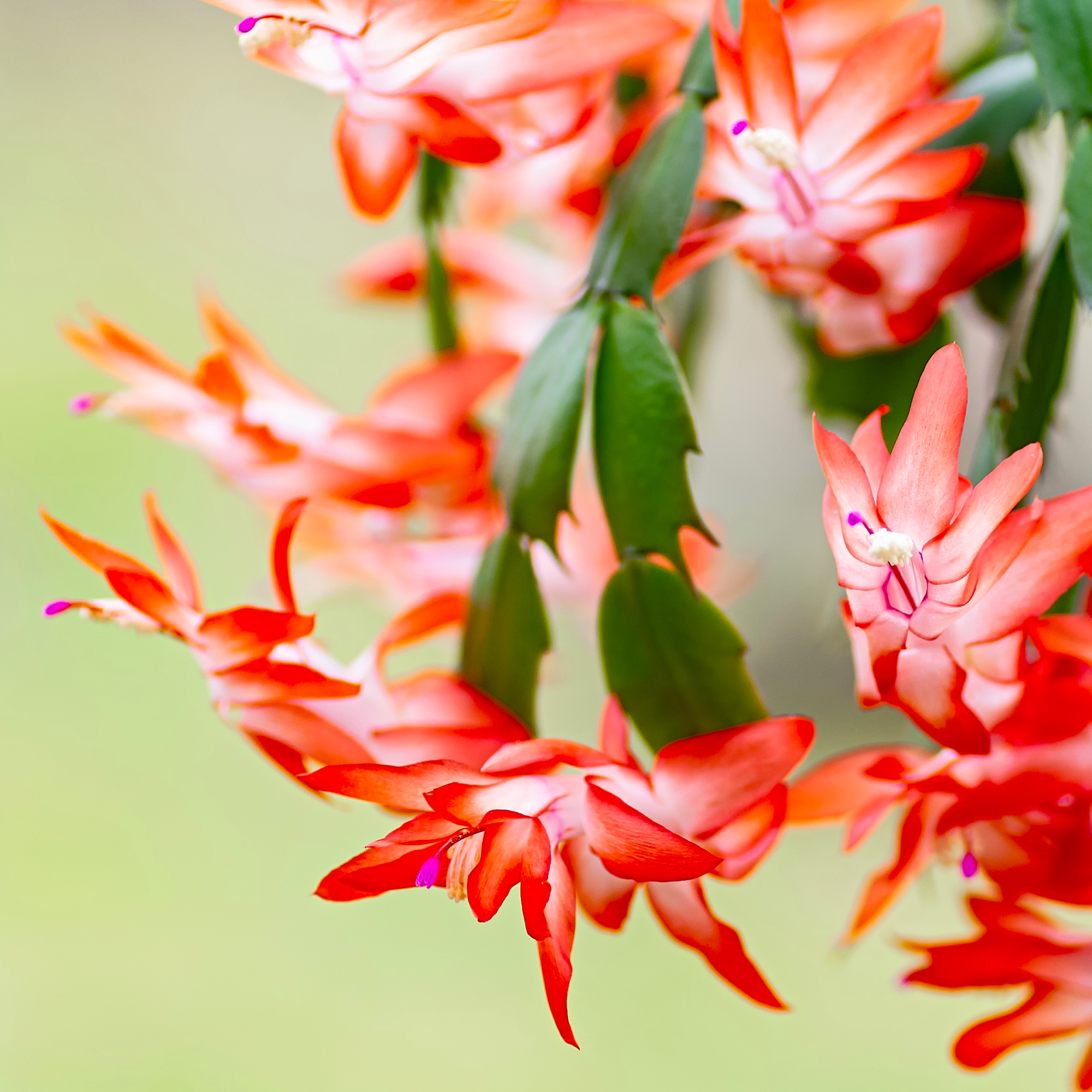 thanksgiving cactus blooms