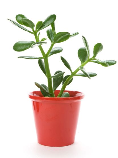 Potted Jade Plant