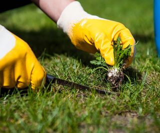 Hands wearing yellow garden gloves pulling up weeds on a lawn with a tool