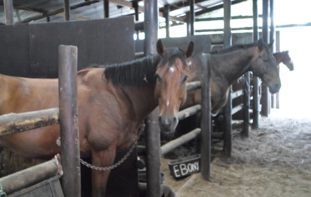 NEW BOTSWANA MACATOO STABLES