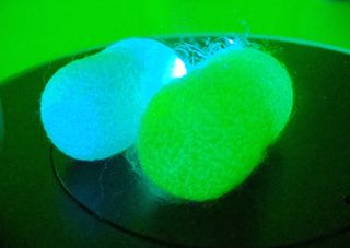 A typical silk cocoon (left) next to a genetically altered one (right), under ultraviolet light.