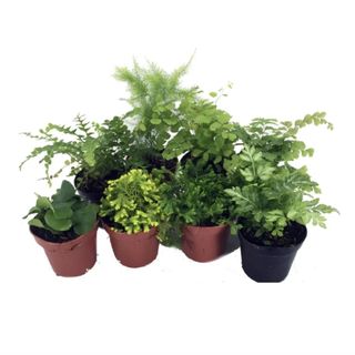 Mini Ferns for Terrariums/Fairy Garden - 8 Different Plants - 2