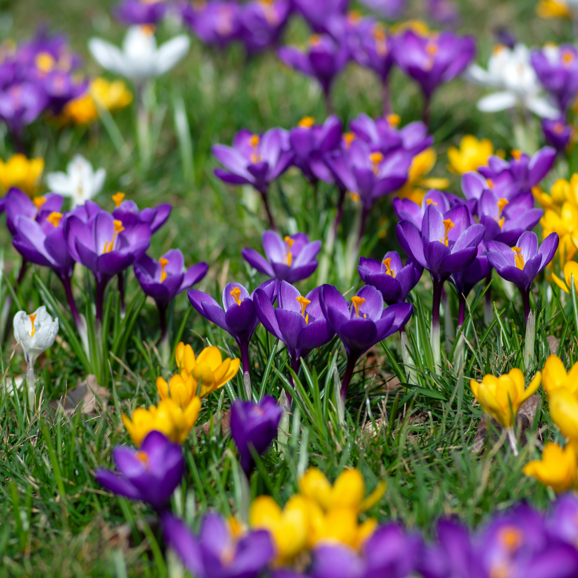 crocuses in lawn