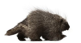 Porcupine quills have given researchers new ideas of how to make medical devices and materials with desired characteristics.