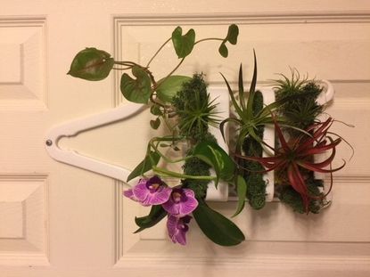 Shower Caddy Hanging On A Door As A Planter Full Of Plants