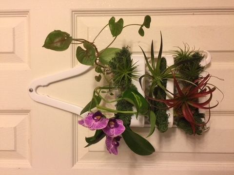 Shower Caddy Hanging On A Door As A Planter Full Of Plants