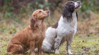 Cocker and taller Springer spaniel sitting